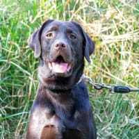 Maja, Hündin zur Adoption