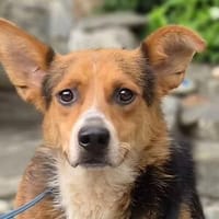 LEO sucht seine Menschen, Hund zur Adoption