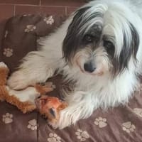 Souki🫶, Hündin zur Adoption