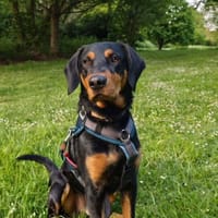 Werner sucht seine Menschen, Hund zur Adoption