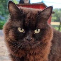 Bianski, Kater zur Adoption
