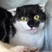 Lilly und Lupo, Kater zur Adoption