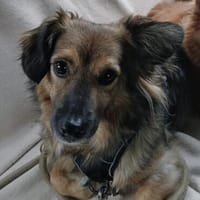 Lenny der liebe, Hund zur Adoption