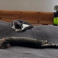 Carlos u. Simba suchen ein liebevolles Zuhause, Kater zur Adoption