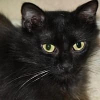 Liebenswerte Jole sucht Zuhause, Katze zur Adoption