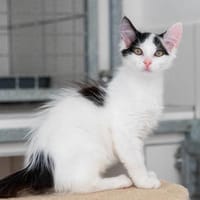 Harley, Katze zur Adoption