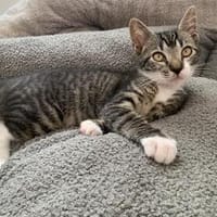 Mara, Mimi und Melli, Katze zur Adoption