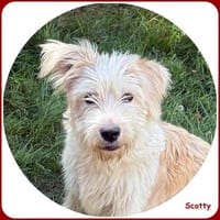 Scotty: fröhlicher & menschenbezogener Junghund, Hund zur Adoption