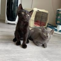 Happy u. Heidi suchen liebevolle Dosenöffner, Katze zur Adoption