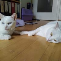 Icy & Snowy warten auf dich, Kater zur Adoption