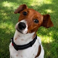 Mia 💜💜💜 Für-immer-Zuhause gesucht, Hündin zur Adoption