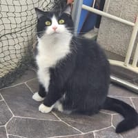 Olena sucht ein ruhiges Zuhause, Katze zur Adoption