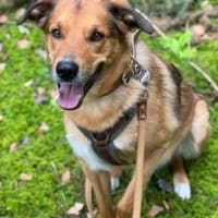 Usher ☘, Hund zur Adoption