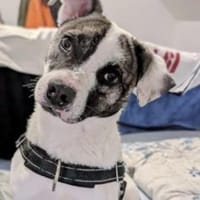 Sandy 42 cm (Pflegestelle), Hündin zur Adoption