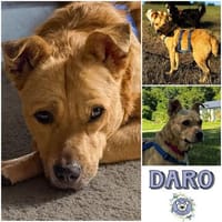 DARO * freundlicher Bub vertraut immer mehr, Hund zur Adoption