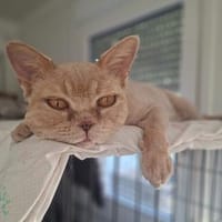 Ilya sucht sein Für-Immer-Zuhause, Kater zur Adoption
