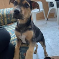 Canela verlor ihr Zuhause, Hündin zur Adoption