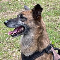 NISHA sucht ihre eigene aktive Familie, Hündin zur Adoption
