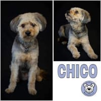 CHICO -Verkuschelt & gut gelaunt-, Hund zur Adoption