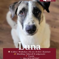 Freundliche und aufmerksame Hündin Luna, Hündin zur Adoption