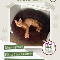 Jamie sucht sein Für-immer-Zuhause, Kater zur Adoption
