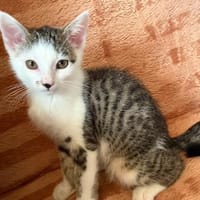 Mike  junges Kitten sucht Zuhause mit Katzenfreund, Kater zur Adoption
