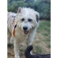 Gremmlin - wartet auf einer Pflegestelle in 63225 Langen, Hund zur Adoption