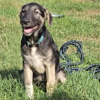 Roxy - die kleine Entdeckerin mit Köpfchen, Hündin zur Adoption