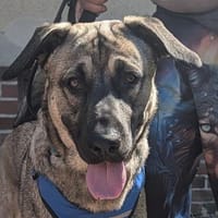Goofie neues Zuhause gesucht!, Hund zur Adoption