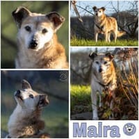 MAIRA -Lieb, clever & verschmust-, Hündin zur Adoption