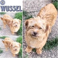 WUSSEL -rundum tolles Hundekind-, Hund zur Adoption