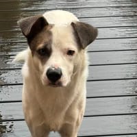 Ancho der ängstliche, Hund zur Adoption