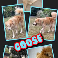 lieber Rüde Goose auf PS in 90579, Hund zur Adoption