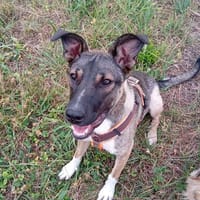 Bella sucht dringend neues Für-immer-Zuhause (I), Hündin zur Adoption