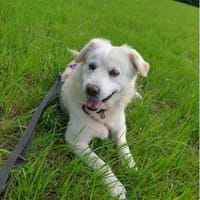 Kokoro - wartet in 59199 Bönen, Hündin zur Adoption