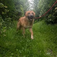 Dein neuer Begleiter, Hund zur Adoption