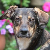 Lia - wartet in 91080 Spardorf, Hündin zur Adoption