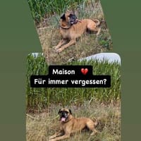 Boxerjunge Maison wartet  schon so lange auf Dich!, Hund zur Adoption
