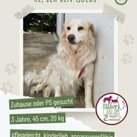 Goldi sucht ein Zuhause / Pflegestelle, Hund zur Adoption