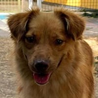 MANOLO-hübscher, freundlicher Jung-Rüde, Hund zur Adoption
