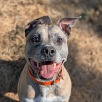 MIKE, chien à adopter