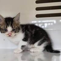 EREN, chat à adopter