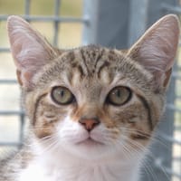 SUMO, chat à adopter