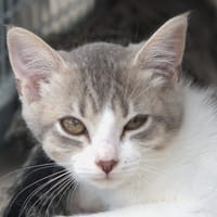 Aikido, chat à adopter