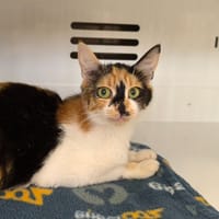 ESTELLA réservée, chatte à adopter