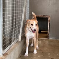 ALOHA OAA20105, chienne à adopter