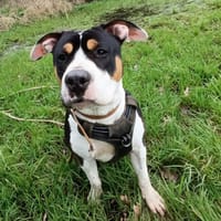 OSLO, chien à adopter