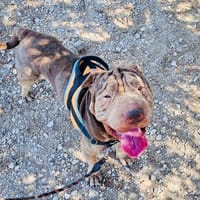 MILKA, chien à adopter