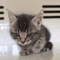 EBAY, chat à adopter