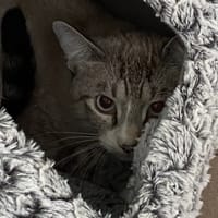 nael, chat à adopter